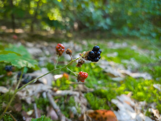 Close-Up of Unripe and Ripe Blackberries