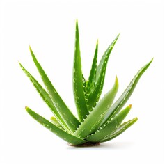 Obraz premium Bright green aloe vera plant, isolated on white