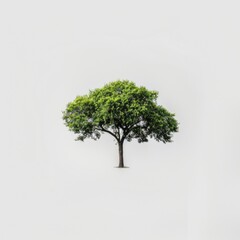 Obraz premium Isolated green tree on plain white background