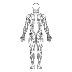 Detailed anatomical illustration of the human muscular system from the posterior view
