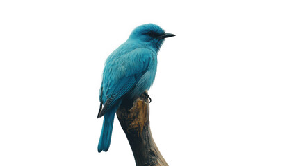 A small vibrant blue bird perched on a branch, isolated on transparent background