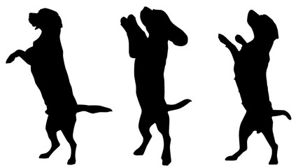 silhouette of standing dog