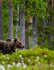 Brown bear in a forest (1)