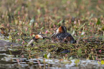 Great crested grebe uk