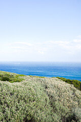 Scenic view of wild coastal vegetation and the deep blue Atlantic Ocean horizon at the Cape of Good Hope, South Africa. Peaceful landscape captures natural beauty with lush greenery, blooming shrubs