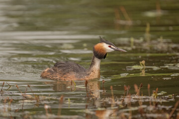 Great crested grebe uk