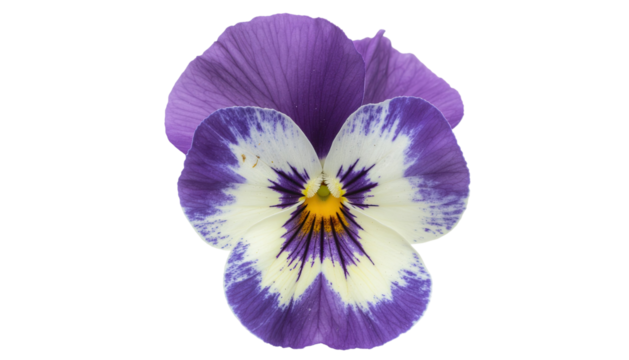 Deep purple pansy flower with vibrant petals isolated on white background