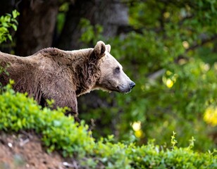 Brown bear in forest (1)