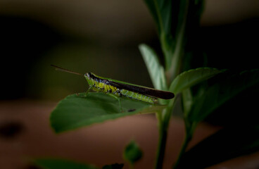 Leaf Grasshopper Camouflaged on Green Leaf