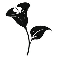  zantedeschia rehmannii flower silhouette vector illustration on white