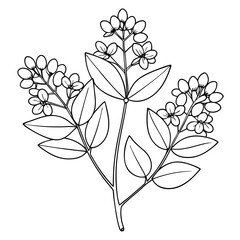  zanthoxylum alatum-flower-line-art vector on-white
