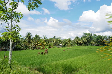rice field in bali