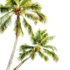 Two tropical palm trees against a white background. Lush green fronds and trunks ascend