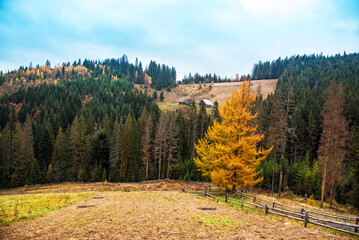 Beautiful autumn landscape with the great yellow Alpine larch in the Carpathian mountains.