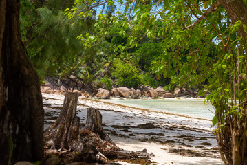 Empty tropical beach seen through the plants