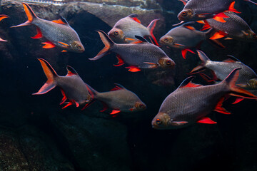 The tinfoil barb (Barbonymus schwanenfeldii) is a tropical Southeast Asian freshwater fish of the...
