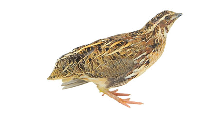 Quail Bird (Coturnix coturnix) Isolated on a White Background with Copy Text Space. Small Game Bird Element for Wildlife Posters, Farm Themes, and Nature-Inspired Designs. PNG File