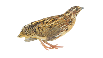 Quail Bird (Coturnix coturnix) Isolated on a White Background with Copy Text Space. Small Game Bird Element for Wildlife Posters, Farm Themes, and Nature-Inspired Designs. PNG File