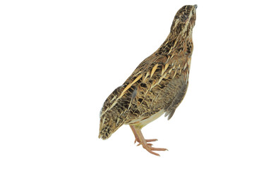 Quail Bird (Coturnix coturnix) Isolated on a White Background with Copy Text Space. Small Game Bird Element for Wildlife Posters, Farm Themes, and Nature-Inspired Designs. PNG File