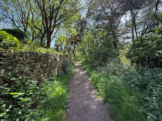 “Sunlit forest path beneath arching trees, dappled with light and shadow. A weathered stone wall...