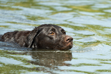 Dog in the water