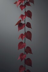A vertical stem of a plant with heart shaped leaves displaying shades of red and burgundy against a muted gray background