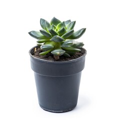 Small succulent plant in dark gray pot