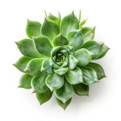 A rosette succulent plant, vibrant green, with overlapping, pointed leaves, centered on a white background