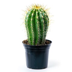 Green cactus in dark pot, isolated