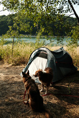 Two dogs German and Australian shepherds next to a camping tent in the forest, enjoying the outdoor summer trip. Hiking and travel with pets concept