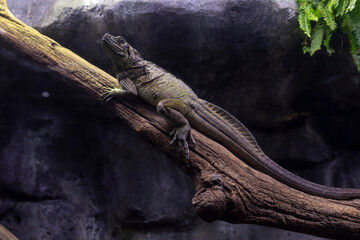 Hydrosaurus pustulatus, also known as the Philippine sailfin lizard or dragon, is a large...