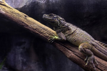 Hydrosaurus pustulatus, also known as the Philippine sailfin lizard or dragon, is a large...