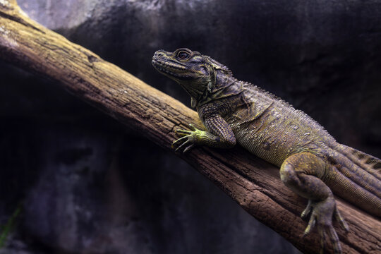 Hydrosaurus pustulatus, also known as the Philippine sailfin lizard or dragon, is a large semiaquatic agamid lizard endemic to all of the major island groups of the Philippines