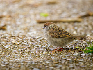 地面を歩くスズメ