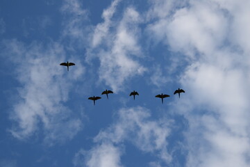 blue crowned parakeets flying above the blue sky with clouds