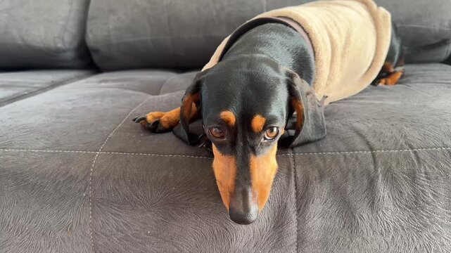 cachorro fofo duchshund descansa no sof&aacute; 