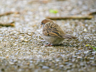 地面を歩くスズメ