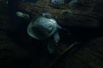 Spacimen of Chinese softshell turtle, Pelodiscus sinensis, is a species of softshell turtle that is...