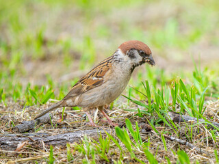 地面を歩くスズメ