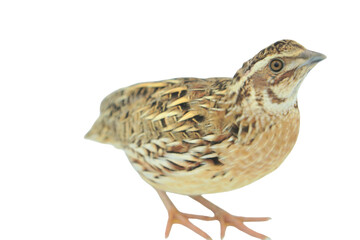 Quail Bird (Coturnix coturnix) Isolated on a White Background with Copy Text Space. Small Game Bird Element for Wildlife Posters, Farm Themes, and Nature-Inspired Designs. PNG File