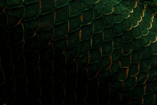 Scales of an Arapaima gigas fish underwater, native to the Amazon River.