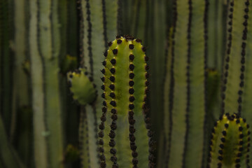 Canary Island Spurge (Euphorbia canariensis) in Natural Habitat