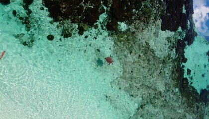 Obraz premium A clear, shallow underwater scene reveals a sea turtle and fish amongst vibrant turquoise water and dark, rocky formations.