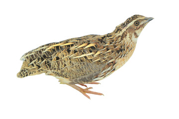 Quail Bird (Coturnix coturnix) Isolated on a White Background with Copy Text Space. Small Game Bird Element for Wildlife Posters, Farm Themes, and Nature-Inspired Designs. PNG File