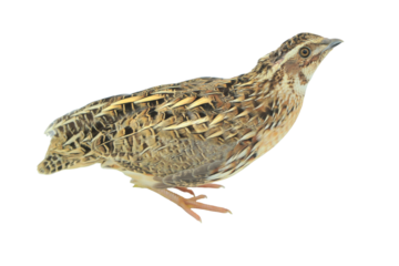 Quail Bird (Coturnix coturnix) Isolated on a White Background with Copy Text Space. Small Game Bird Element for Wildlife Posters, Farm Themes, and Nature-Inspired Designs. PNG File