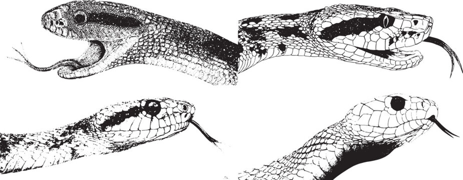 A simple black and white line drawing of the head, neck, and body from above of an old-world snake with its tongue out, showing two fangs.eps