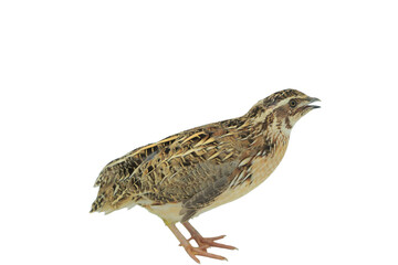 Quail Bird (Coturnix coturnix) Isolated on a White Background with Copy Text Space. Small Game Bird Element for Wildlife Posters, Farm Themes, and Nature-Inspired Designs. PNG File