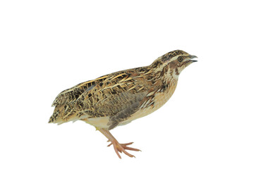 Quail Bird (Coturnix coturnix) Isolated on a White Background with Copy Text Space. Small Game Bird Element for Wildlife Posters, Farm Themes, and Nature-Inspired Designs. PNG File