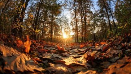 Obraz premium Autumn Sunlight Path Through Woods