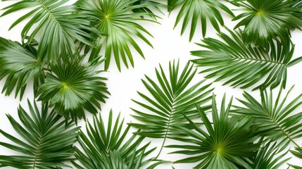 Lush Green Palm Leaves on White Background for Nature and Decor